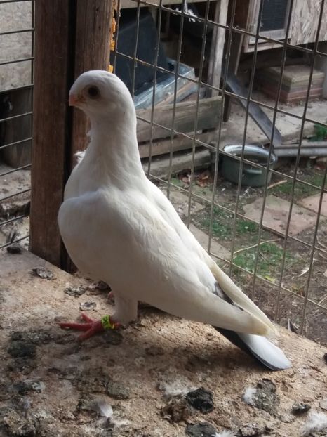  - DE VANZARE-FOR SALE