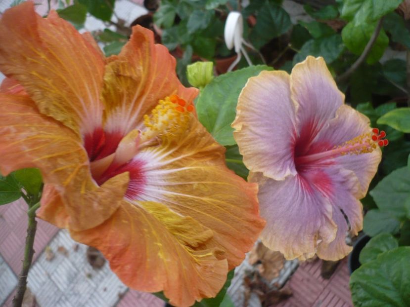 P1350021 - HIBISCUSI 2017-4