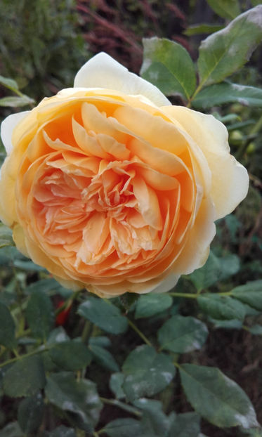  - CROWN PRINCESS MARGARETH David Austin 3