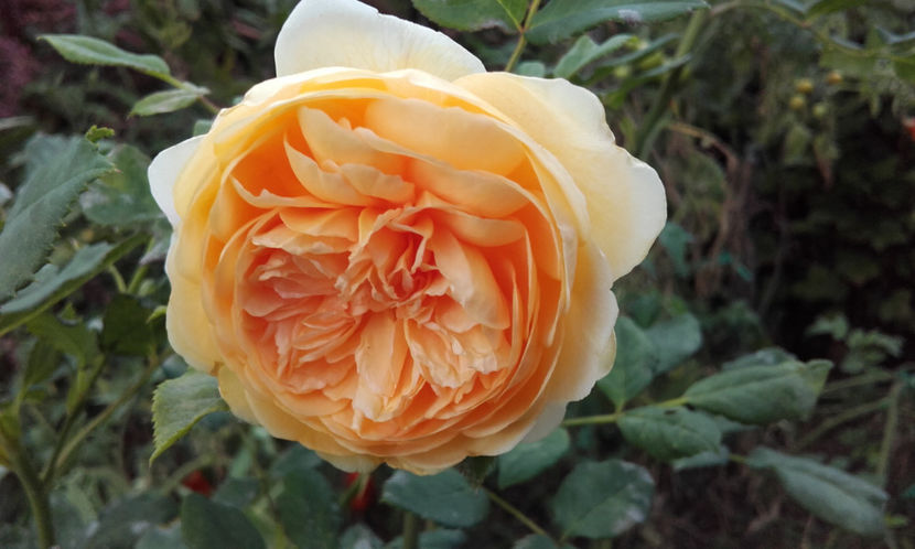  - CROWN PRINCESS MARGARETH David Austin 3