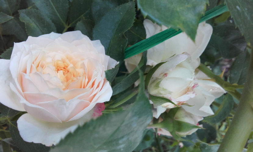  - CROCUS ROSE David Austin 3