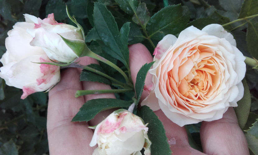  - CROCUS ROSE David Austin 3