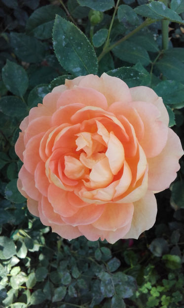  - LADY OF SHALLOT David Austin 3