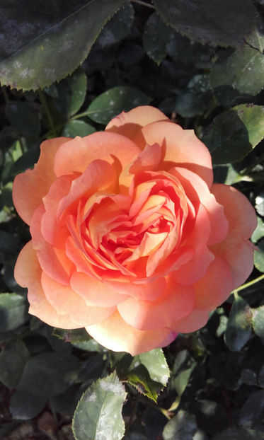  - LADY OF SHALLOT David Austin 3