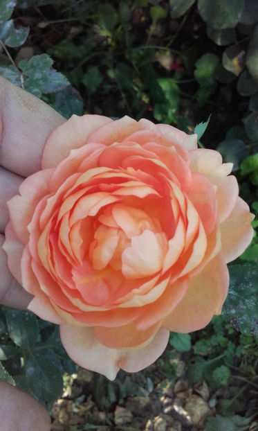  - LADY OF SHALLOT David Austin 3