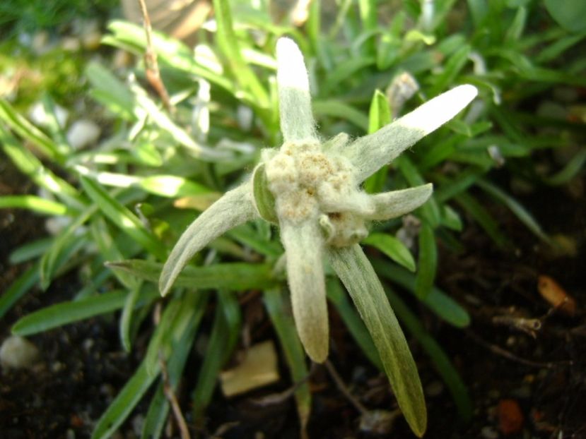 Floare de colt - Toamna 2016-2017