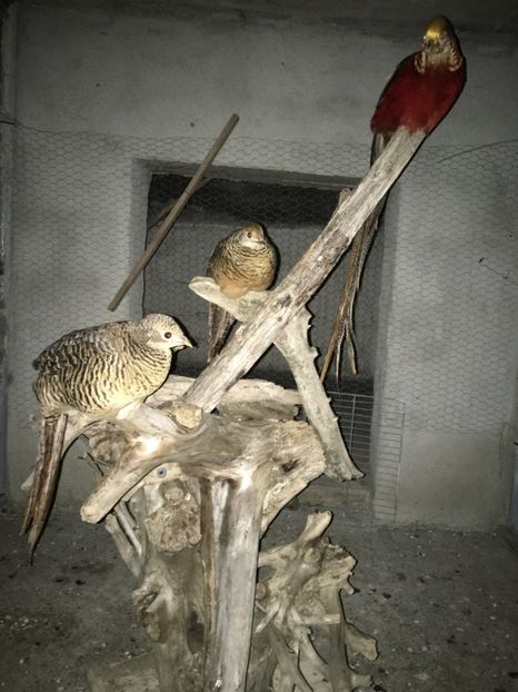  - Fazani Auriu pe Roșu