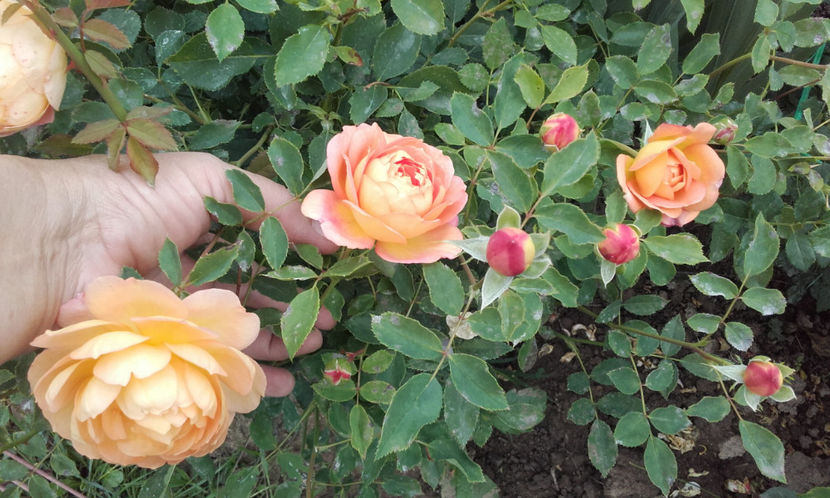  - LADY OF SHALLOT David Austin 3