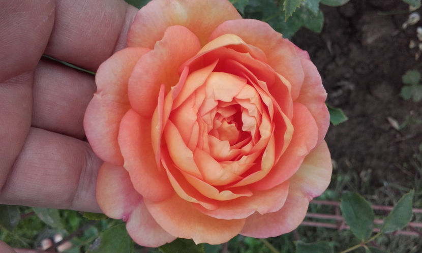  - LADY OF SHALLOT David Austin 3