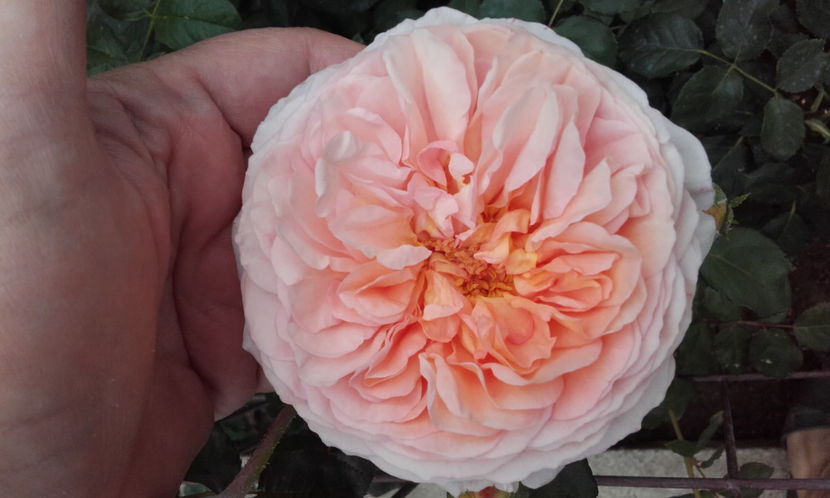  - ABRAHAM DARBY David Austin 3