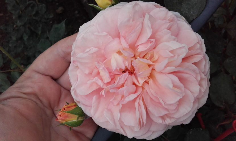  - ABRAHAM DARBY David Austin 3