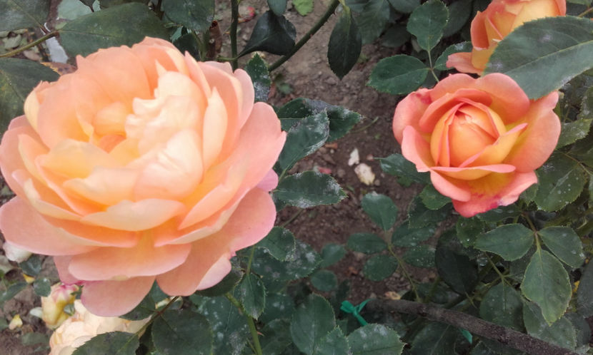  - LADY OF SHALLOT David Austin 3