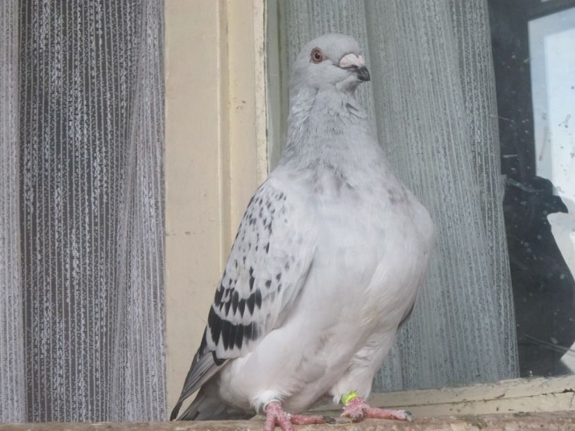 EXTASY F 2017 - TINERET 2017-MATCA 2018