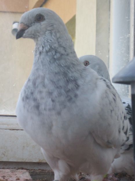 FERRARI  F2017 - TINERET 2017-MATCA 2018