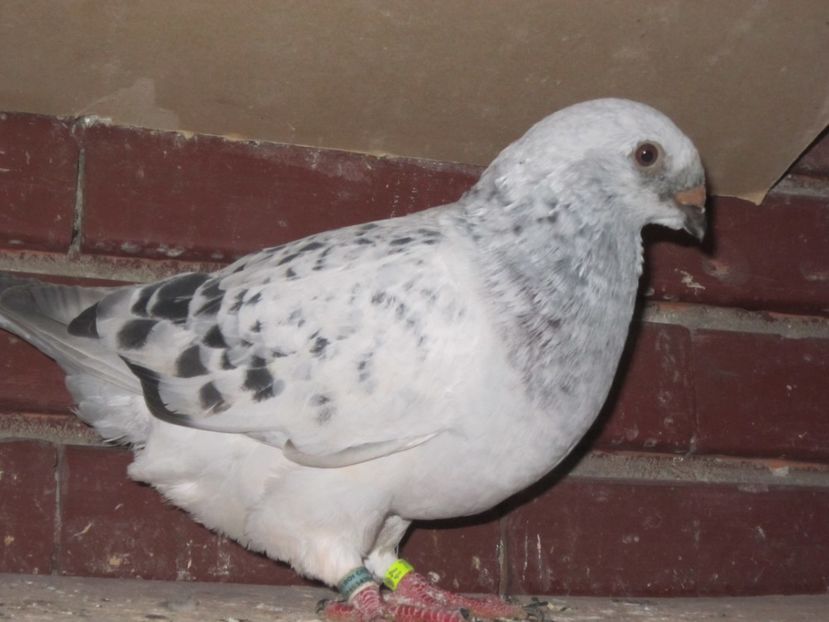 M 2017 - TINERET 2017-MATCA 2018