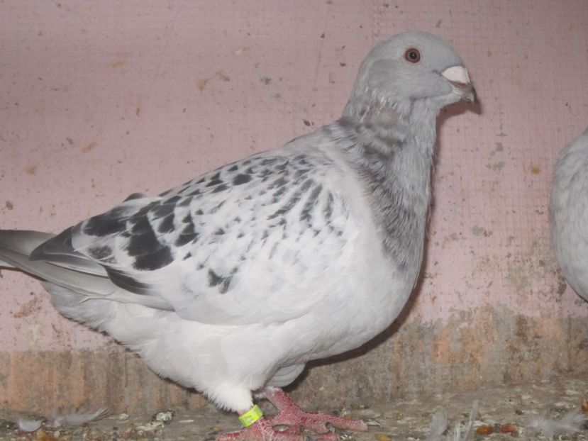 CAVANI - TINERET 2017-MATCA 2018