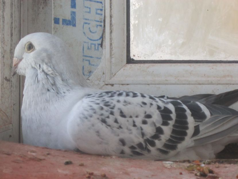 PARADIS  F 2017 - TINERET 2017-MATCA 2018