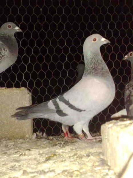 242 - X-Porumbei vinduti