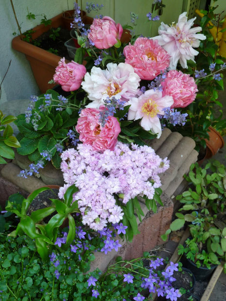 © - 01 - Floristica