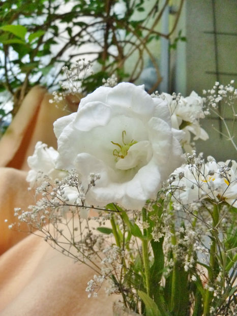 © - 01 - Floristica