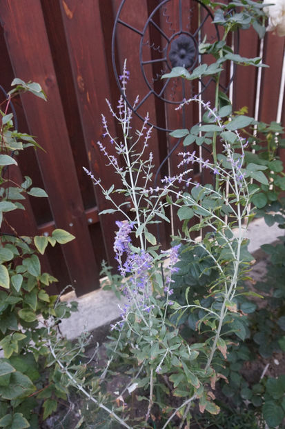 Perovskia - Geranium si alte perene