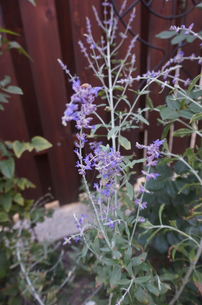  - Geranium si alte perene