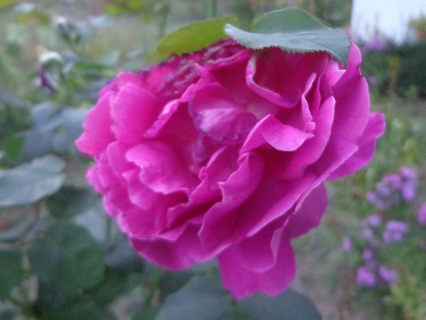  - Bucurii in gradina