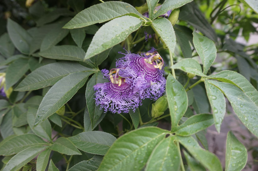 Incarnata - Passiflora 2017- 2018