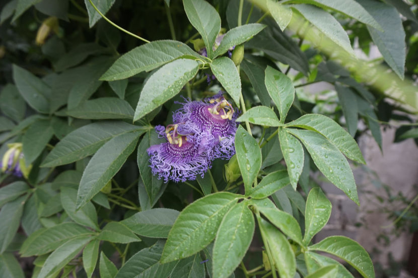  - Passiflora 2017- 2018