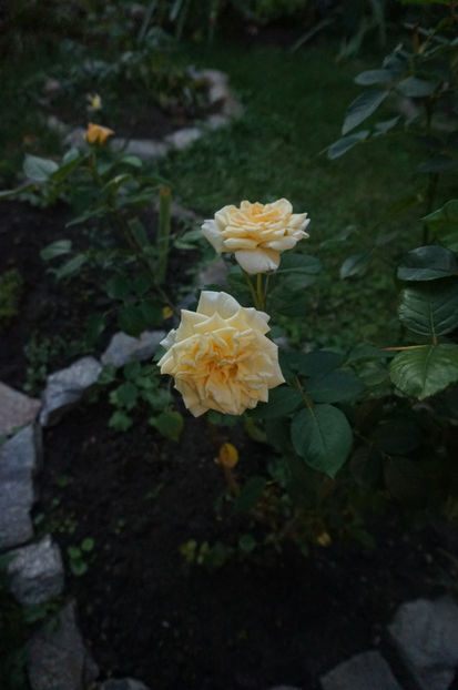  - Comtessa
