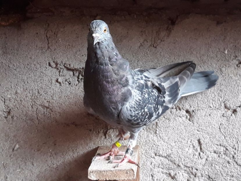 5_3 inel 25 - 2017_Pui