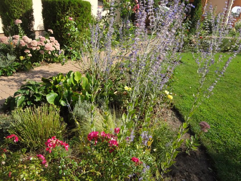  - 0 Diversi la inradacinat