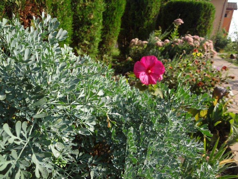  - 0 Diversi la inradacinat