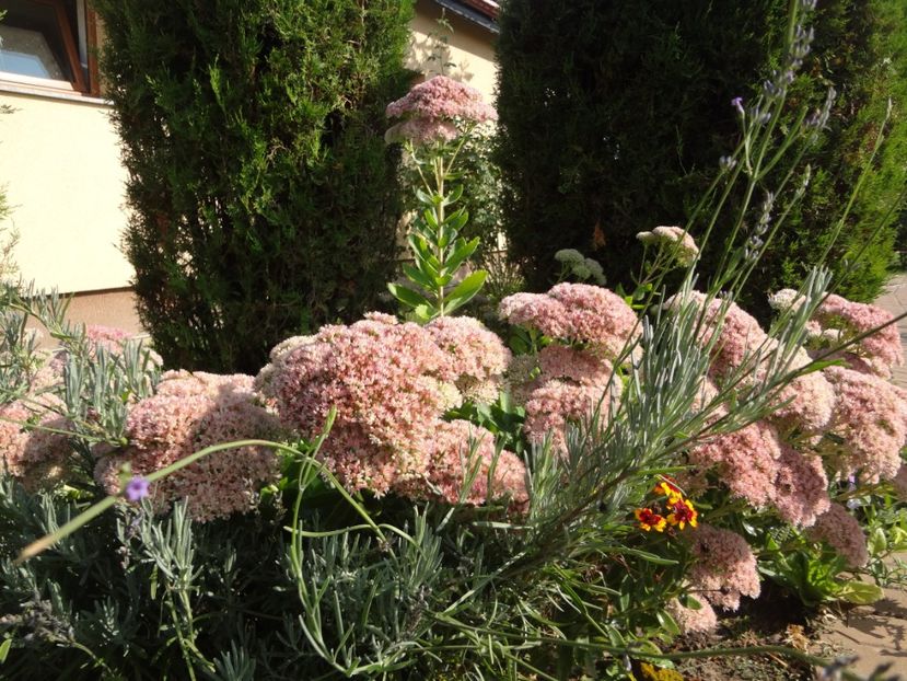  - 0 Diversi la inradacinat