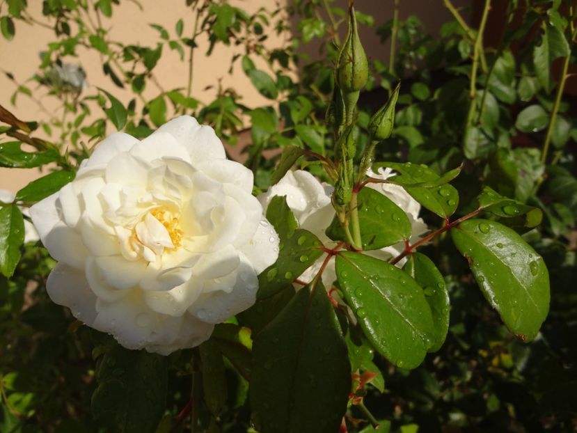  - Kordes - Iceberg-Schneewittchen