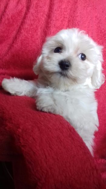 Bichon Maltese - Bichon Maltese