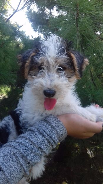 Fox Terrier - Necuvantatoarele prietenilor