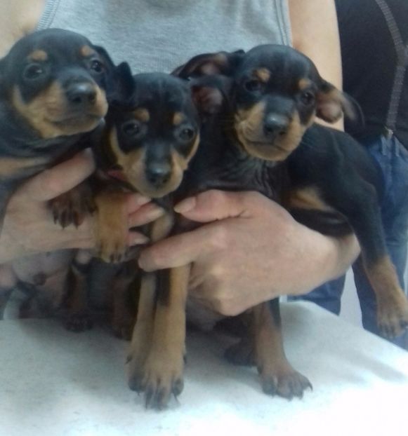 Pincher Pitic - Alti catei si animale