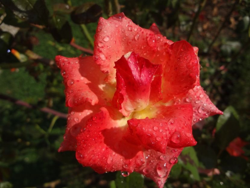  - 0 Diversi la inradacinat