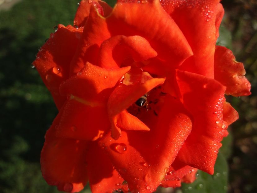  - 0 Diversi la inradacinat