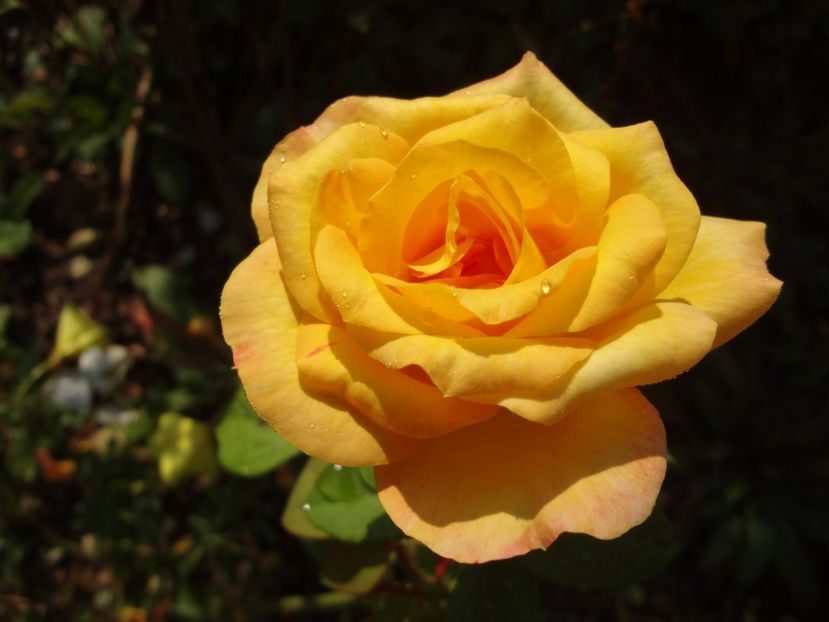  - 0 Diversi la inradacinat