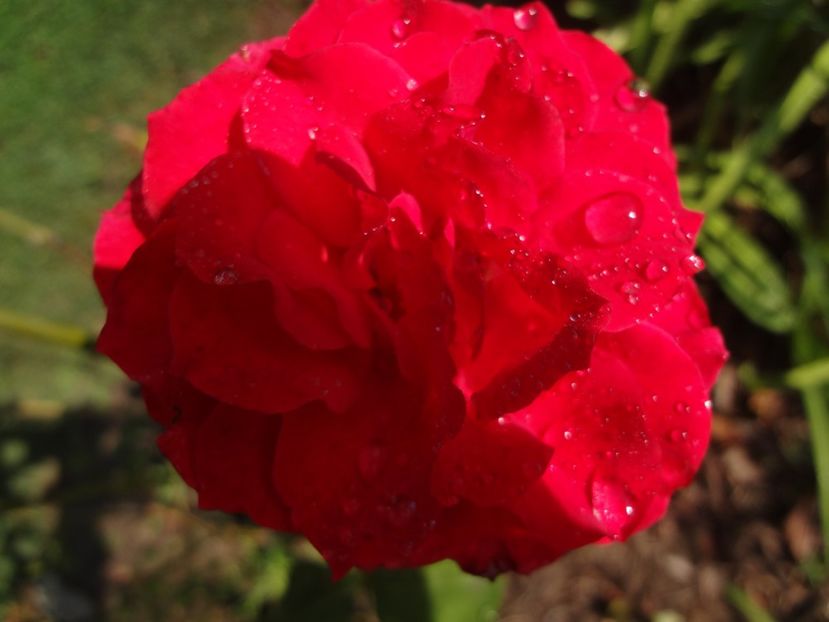  - 0 Diversi la inradacinat