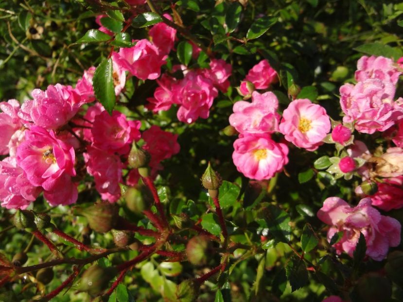  - Europa s Rosengaten - SCDP Baneasa