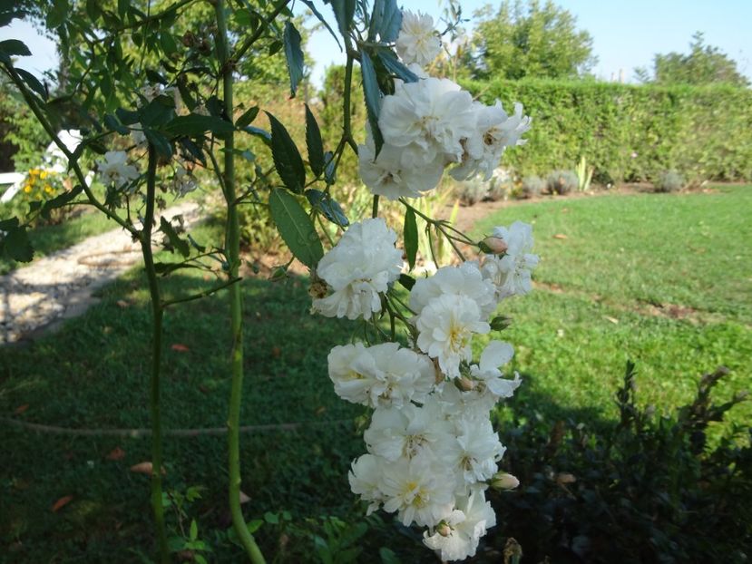  - Austin - Snow Goose