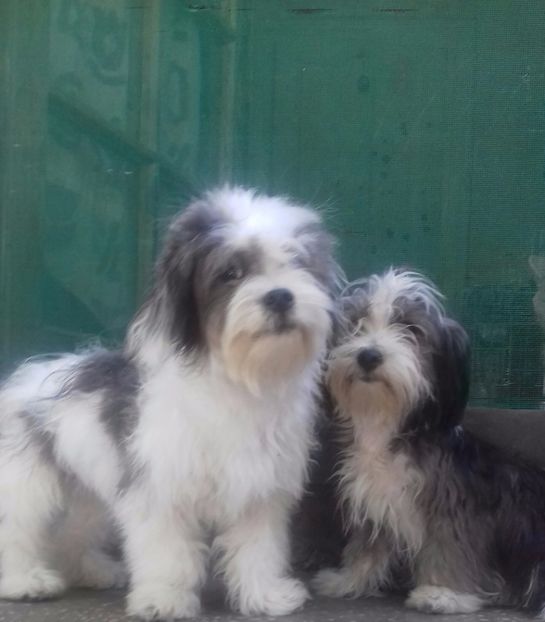 Bichon Havanese - Bichon Havanese