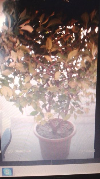  - vand lamai si dafin