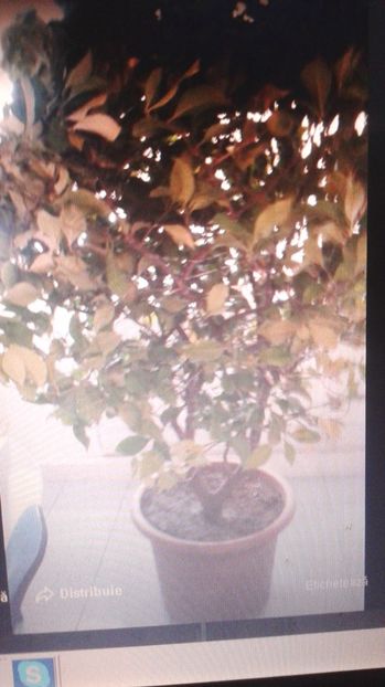  - vand lamai si dafin