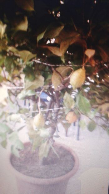  - vand lamai si dafin