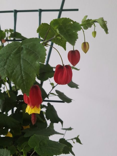  - Abutilon