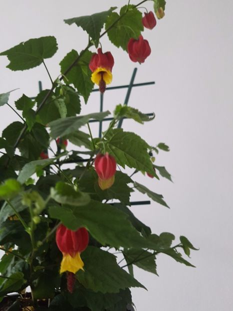  - Abutilon